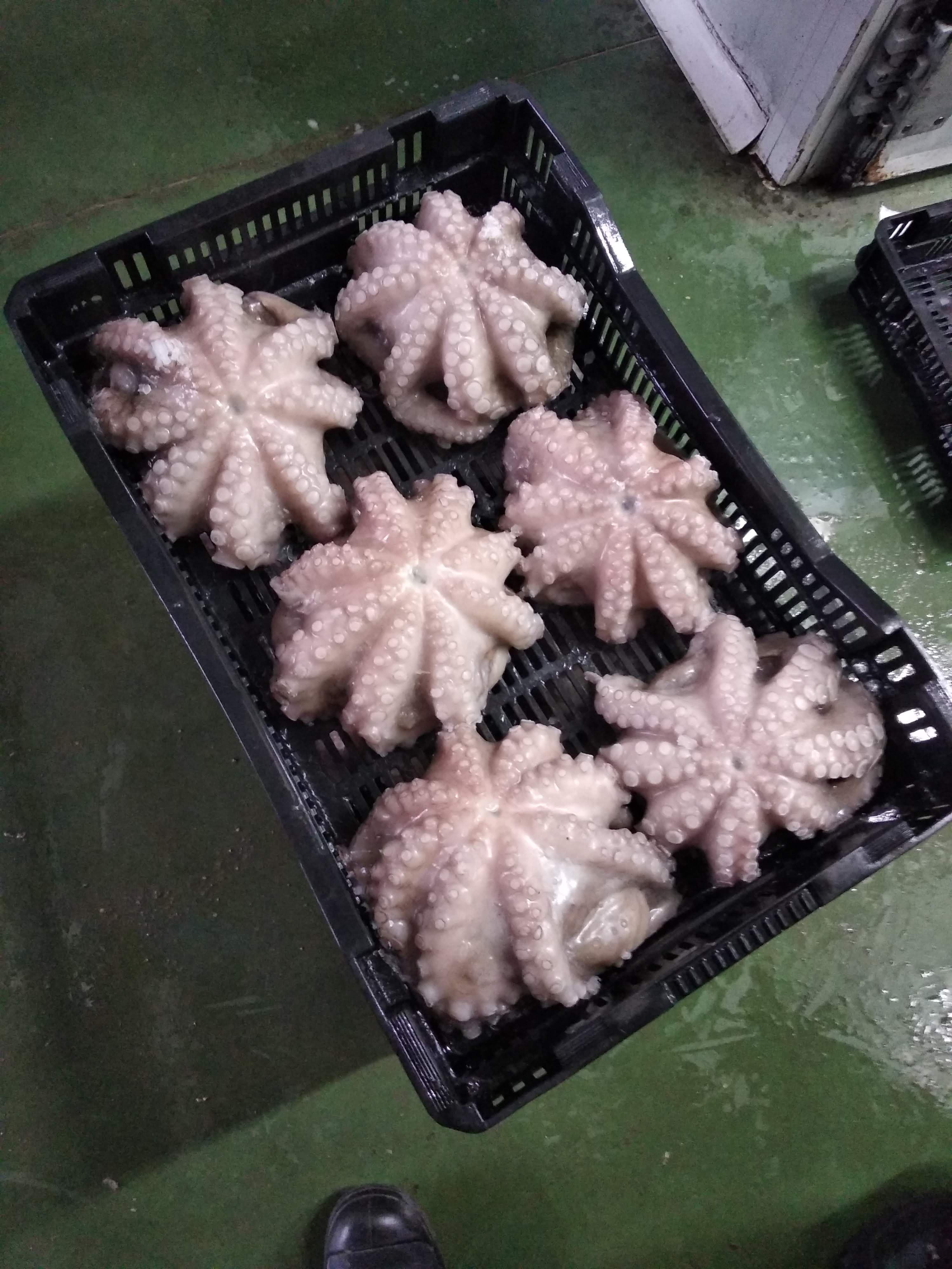 Pulpo